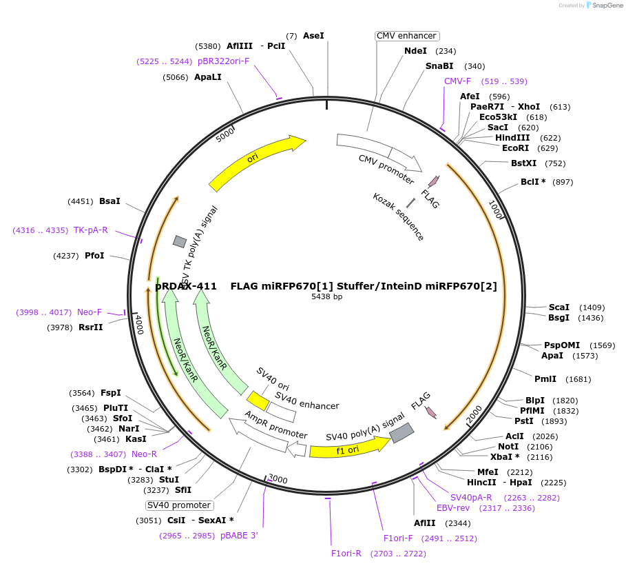 130159-plasmid-map-sequence-id-249537
