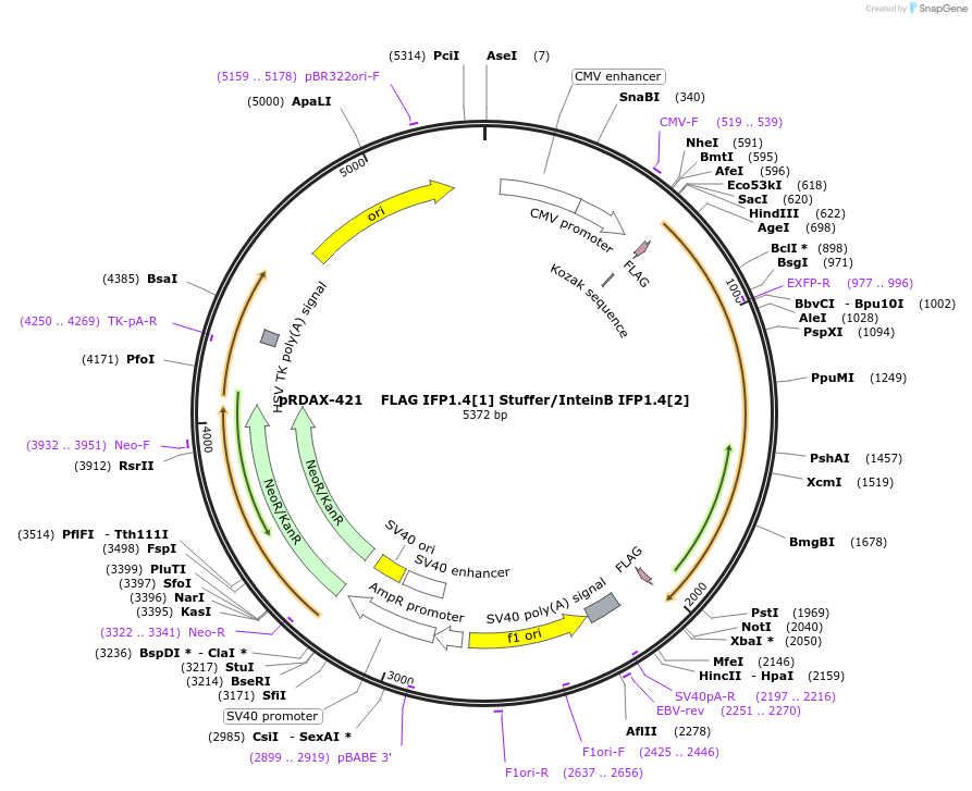 130162-plasmid-map-sequence-id-249540