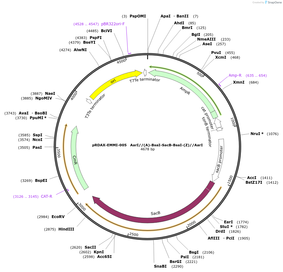 130180-plasmid-map-sequence-id-249558