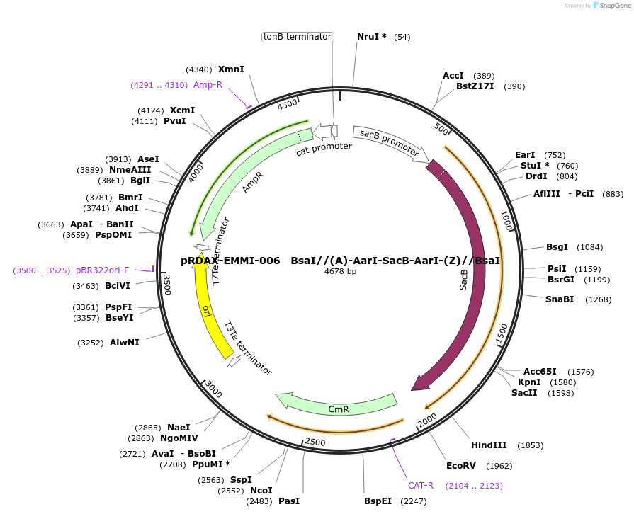 130181-plasmid-map-sequence-id-249559