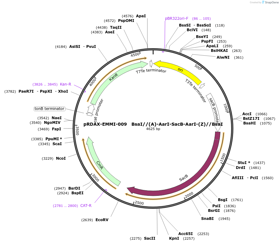 130217-plasmid-map-sequence-id-249595