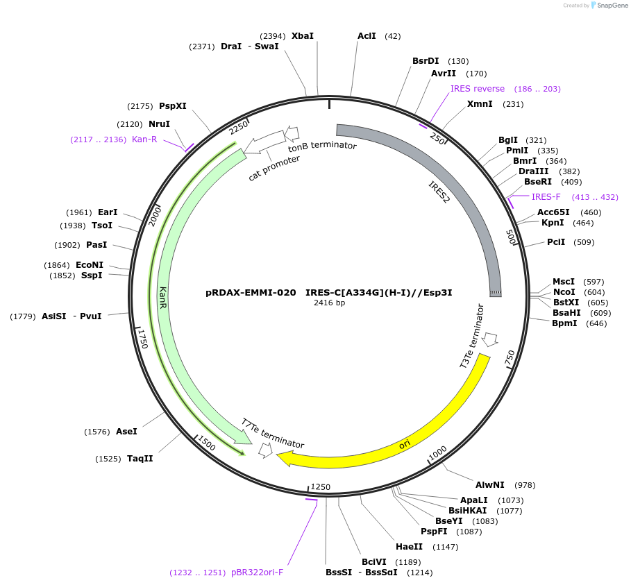 130222-plasmid-map-sequence-id-249600