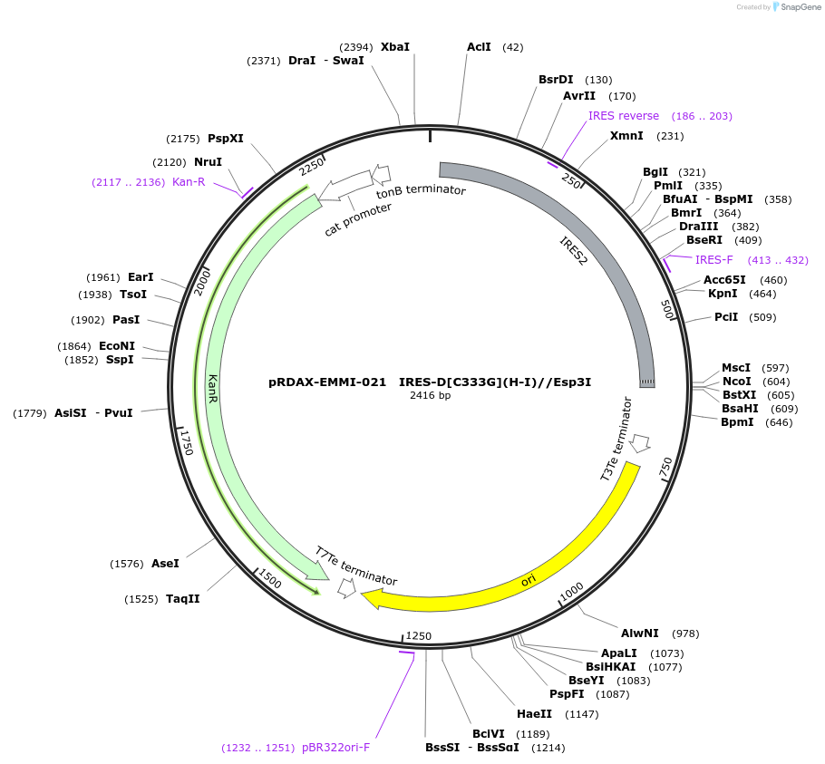 130223-plasmid-map-sequence-id-249601