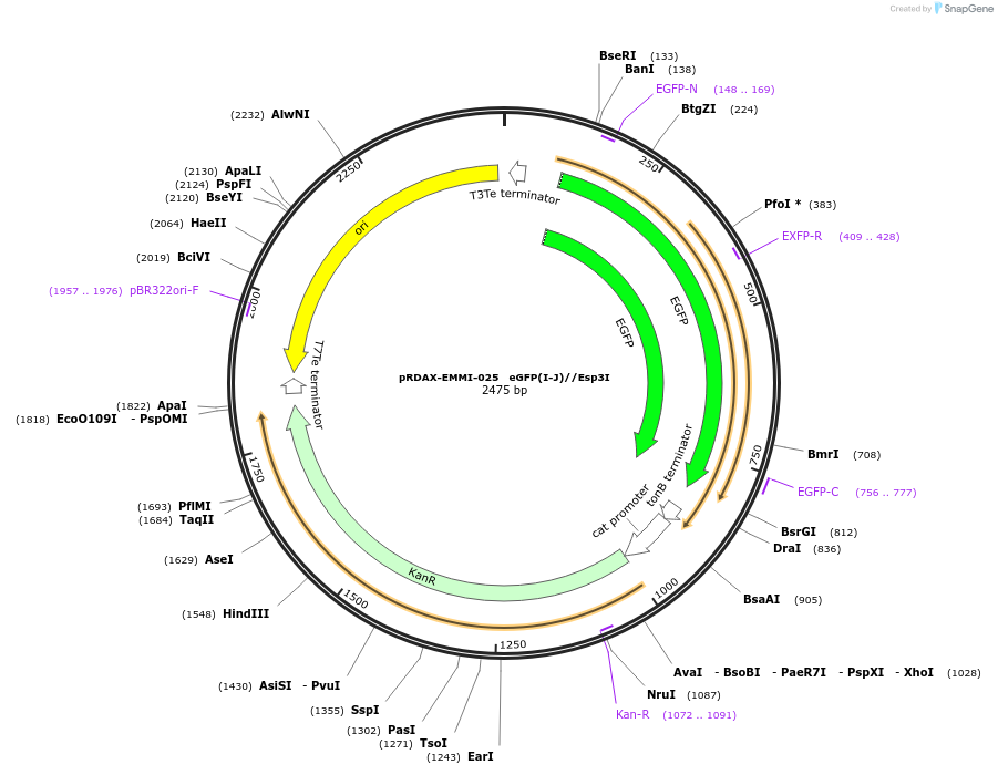 130227-plasmid-map-sequence-id-249605
