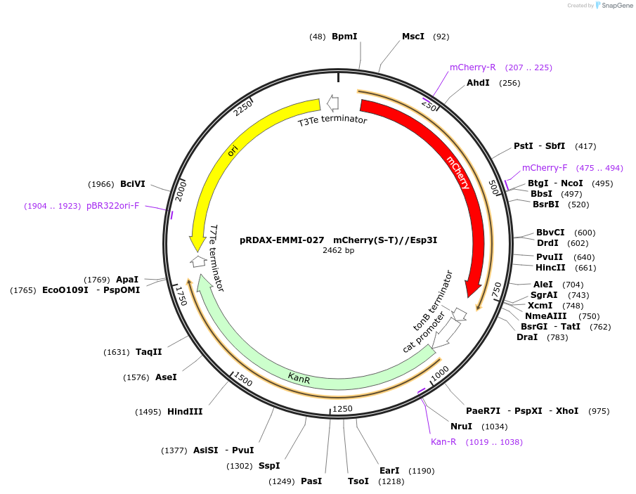130229-plasmid-map-sequence-id-249607