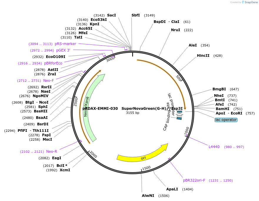 130232-plasmid-map-sequence-id-249610