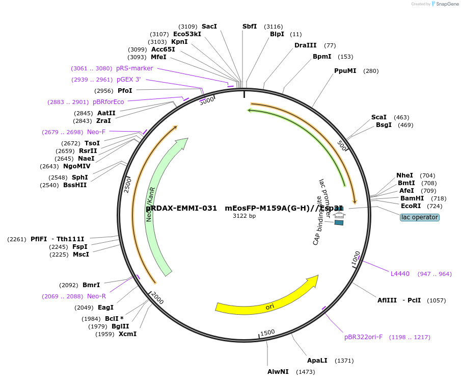 130233-plasmid-map-sequence-id-249611
