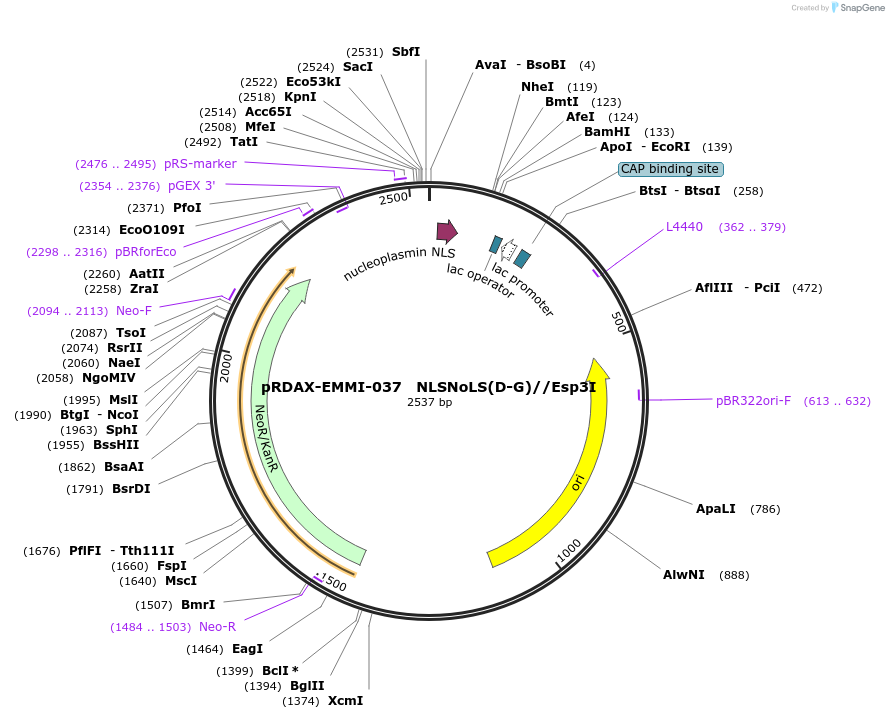 130239-plasmid-map-sequence-id-249617