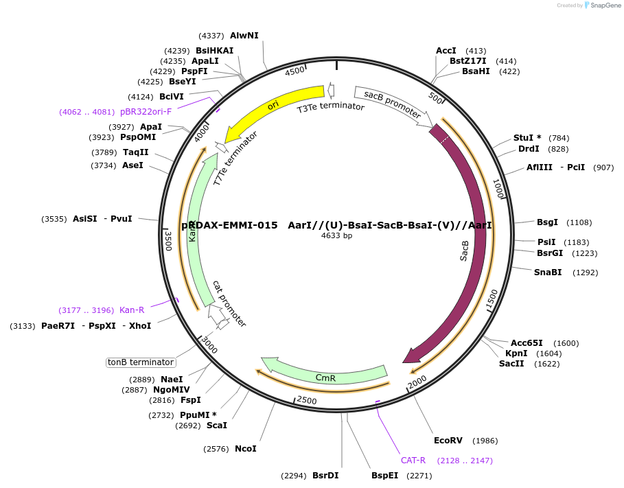 130246-plasmid-map-sequence-id-249624