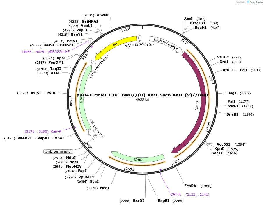 130247-plasmid-map-sequence-id-249625