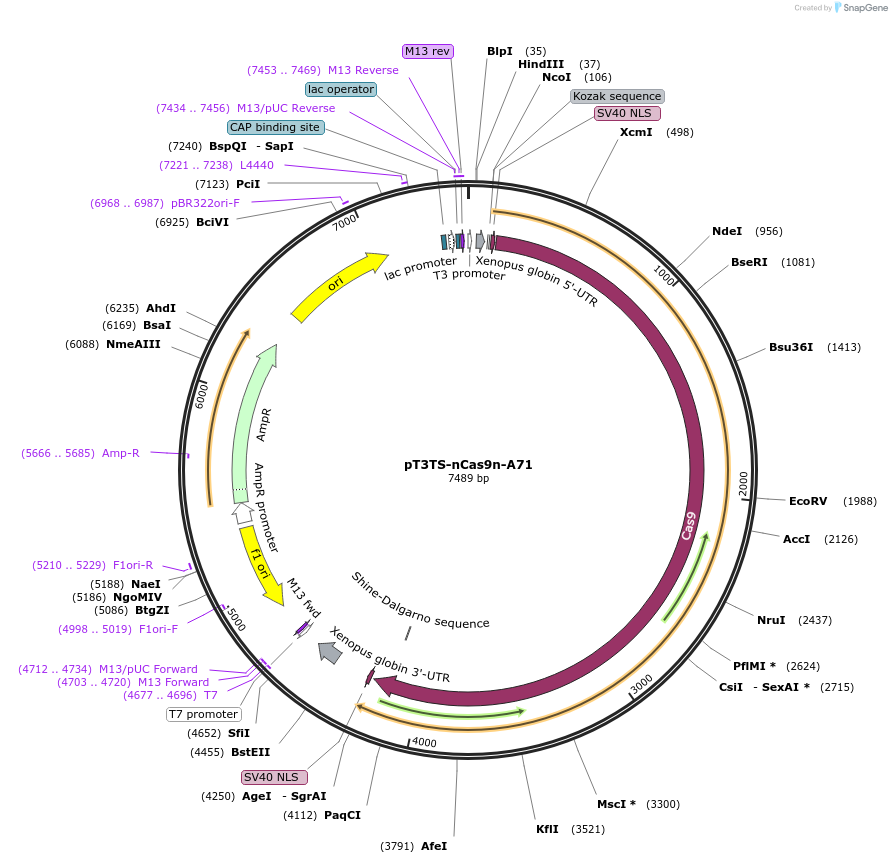 125644-plasmid-map-sequence-id-249631