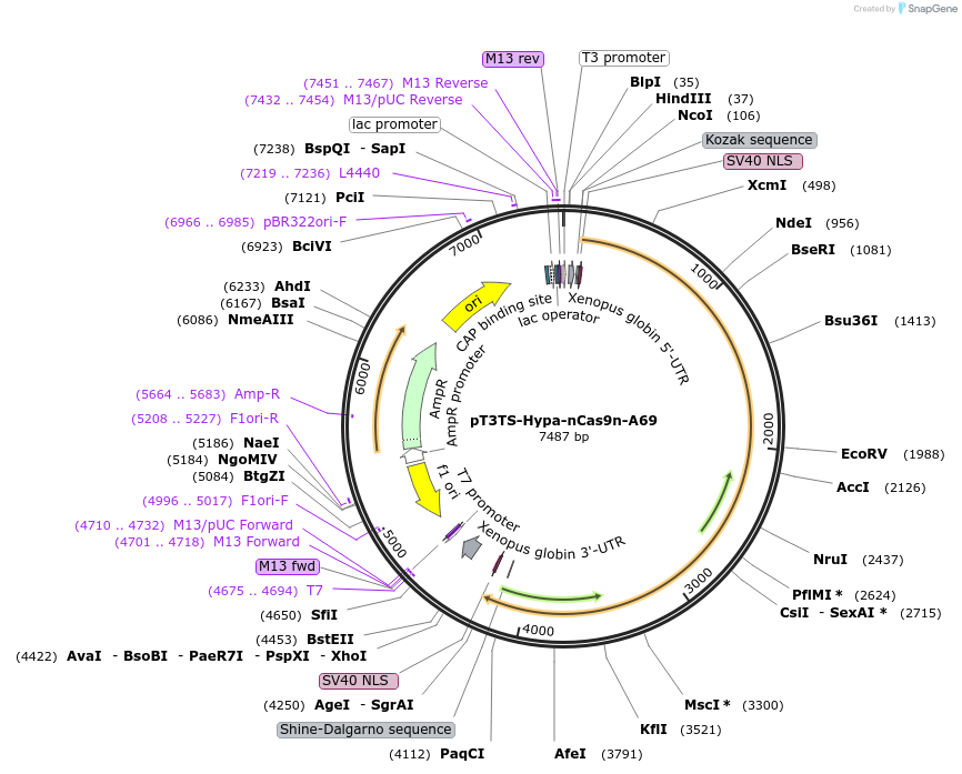 125645-plasmid-map-sequence-id-249632