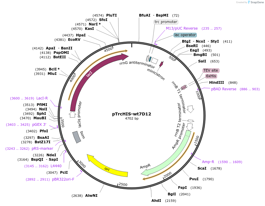 125268-plasmid-map-sequence-id-249647