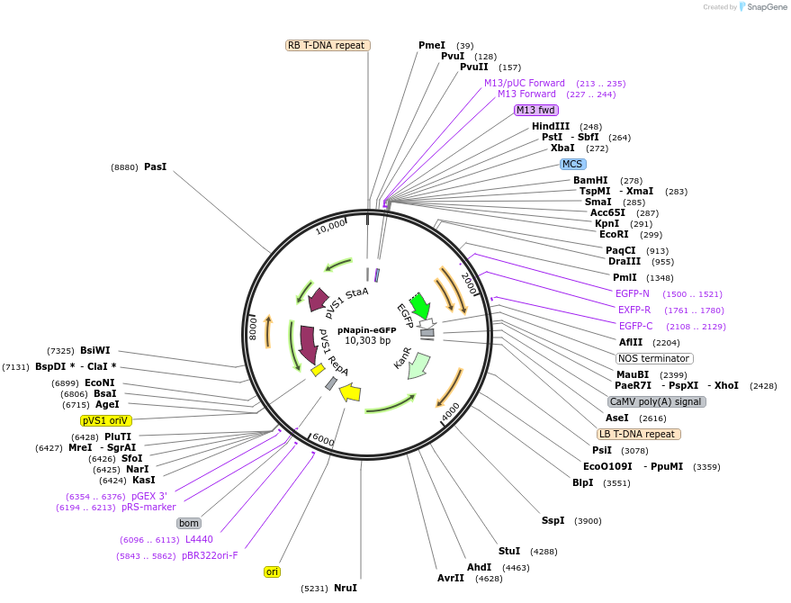 127797-plasmid-map-sequence-id-249652
