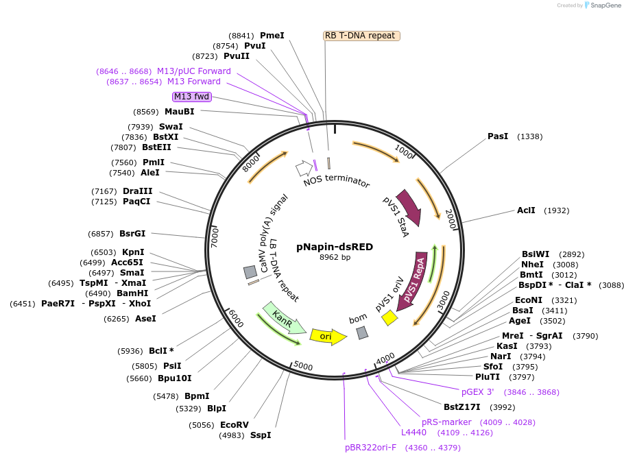127798-plasmid-map-sequence-id-249656