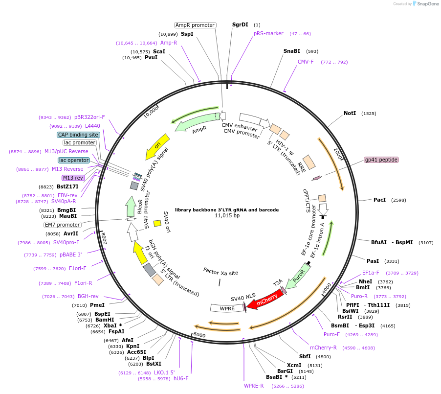 127397-plasmid-map-sequence-id-249661