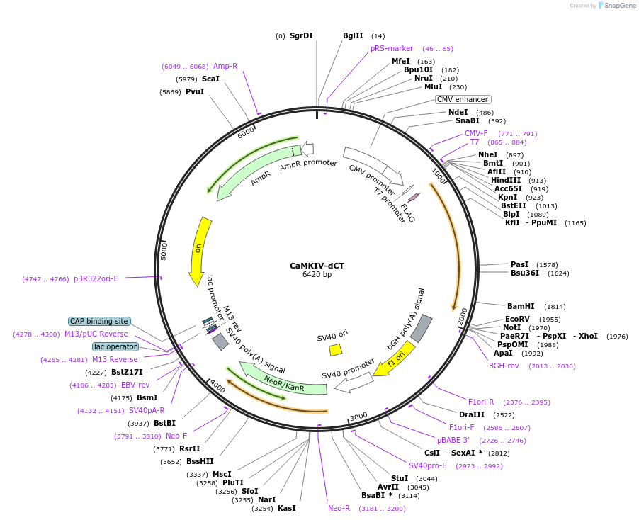 126422-plasmid-map-sequence-id-249664