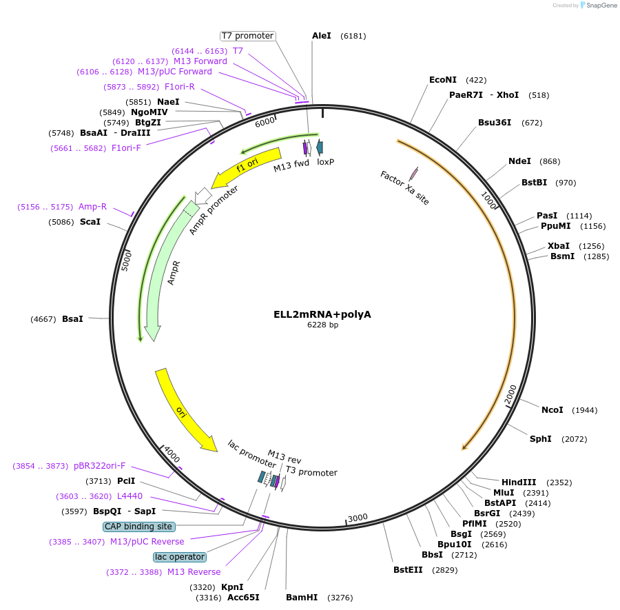 127256-plasmid-map-sequence-id-249672