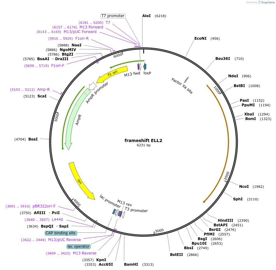 127257-plasmid-map-sequence-id-249679