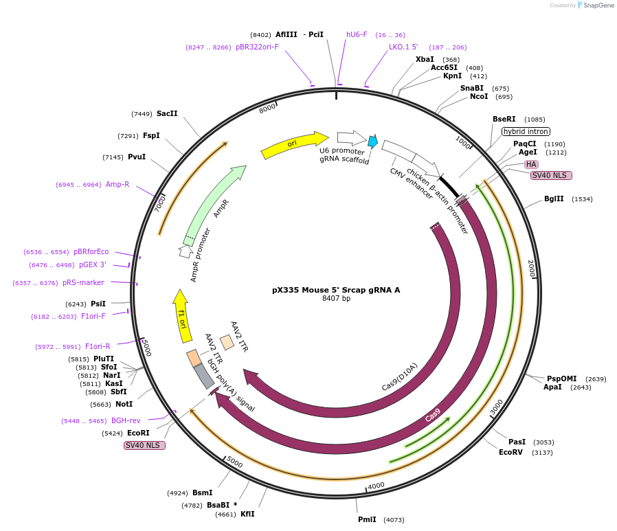 127904-plasmid-map-sequence-id-249683