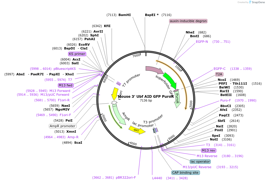 127901-plasmid-map-sequence-id-249684