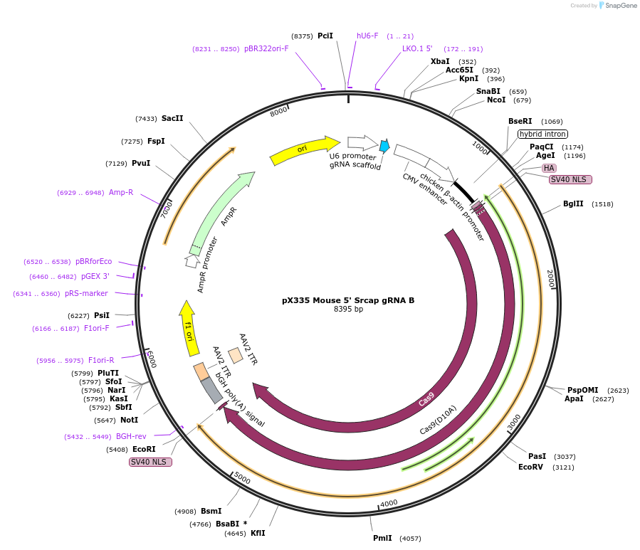 127905-plasmid-map-sequence-id-249688