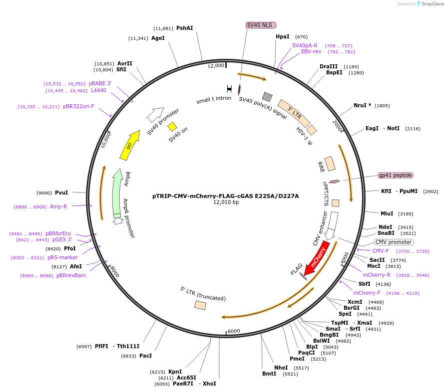 127657-plasmid-map-sequence-id-249689