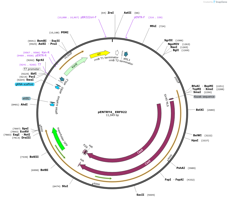 126893-plasmid-map-sequence-id-249692