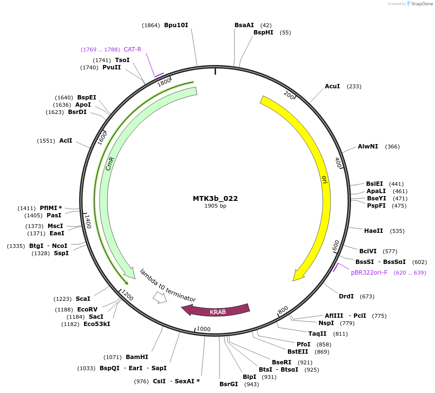 123803-plasmid-map-sequence-id-249720