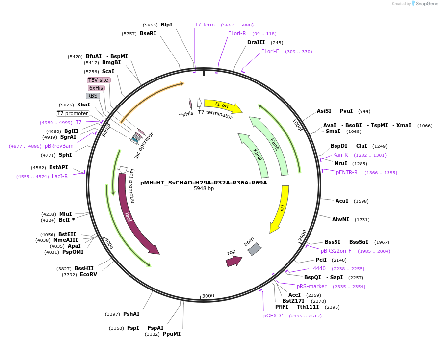 127787-plasmid-map-sequence-id-249722