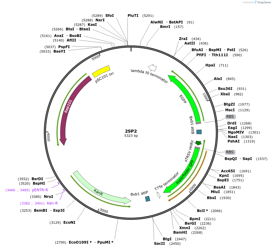 126527-plasmid-map-sequence-id-249724