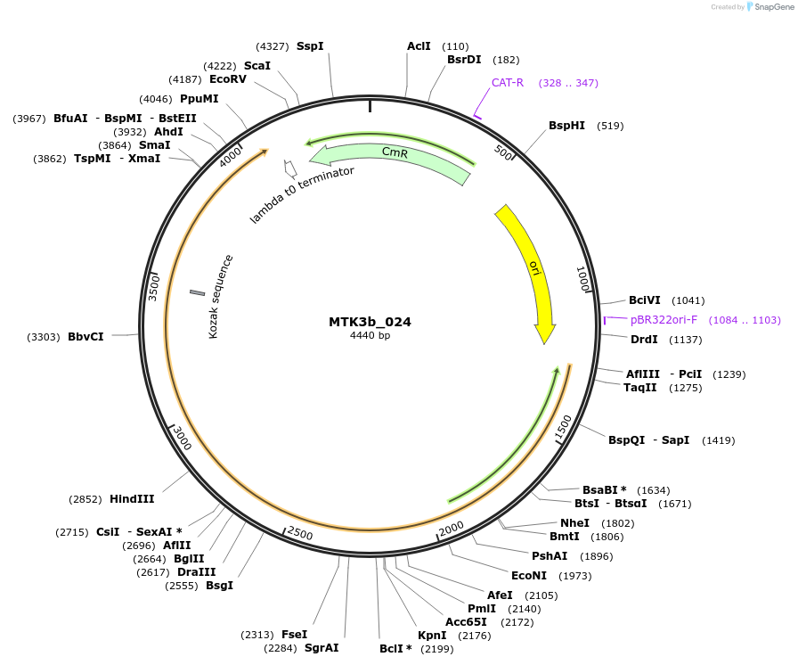 123804-plasmid-map-sequence-id-249726