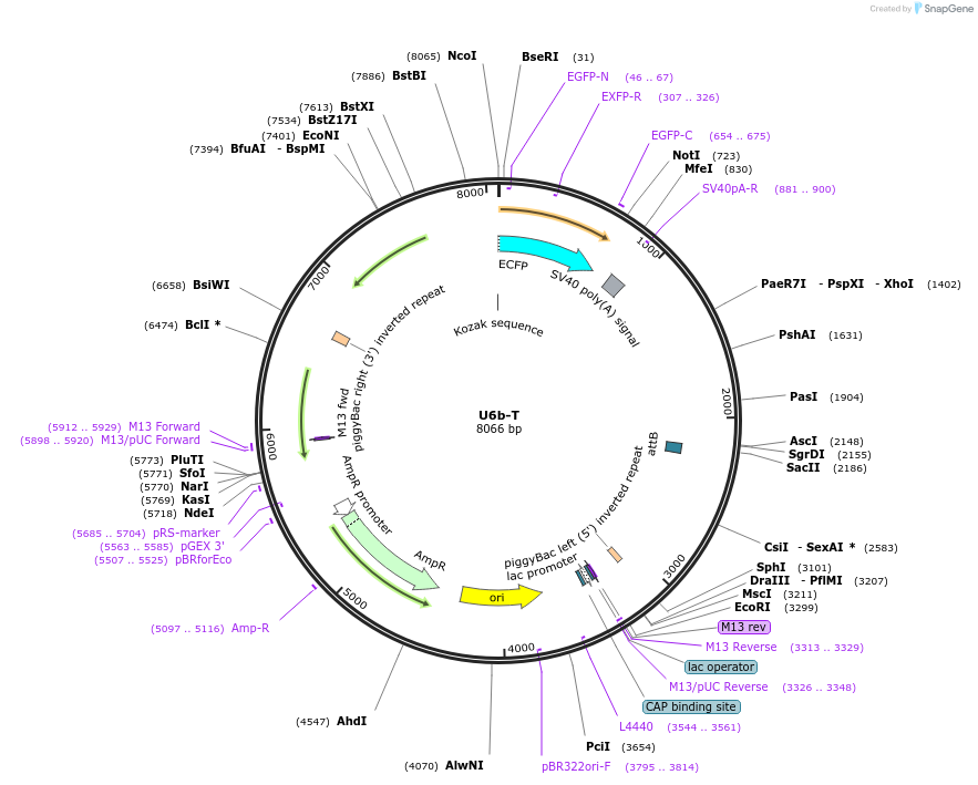 117210-plasmid-map-sequence-id-249728