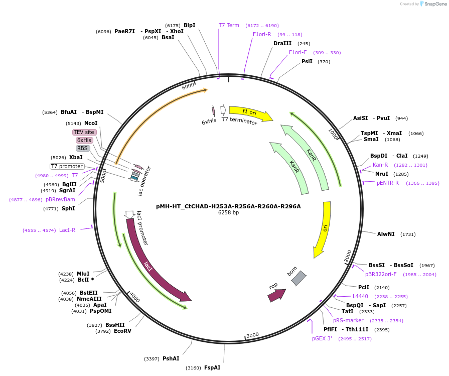 127789-plasmid-map-sequence-id-249734