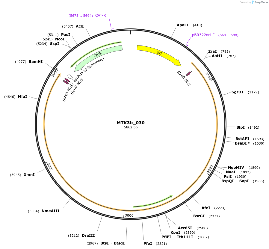 123808-plasmid-map-sequence-id-249736