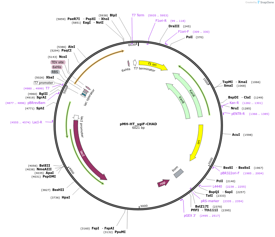 127793-plasmid-map-sequence-id-249746