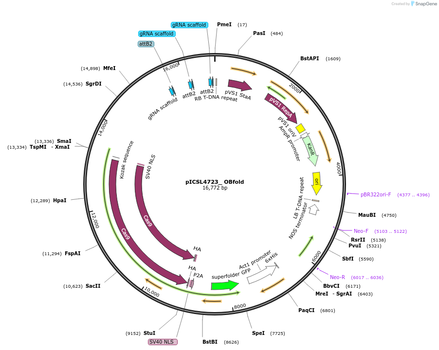 126889-plasmid-map-sequence-id-249747