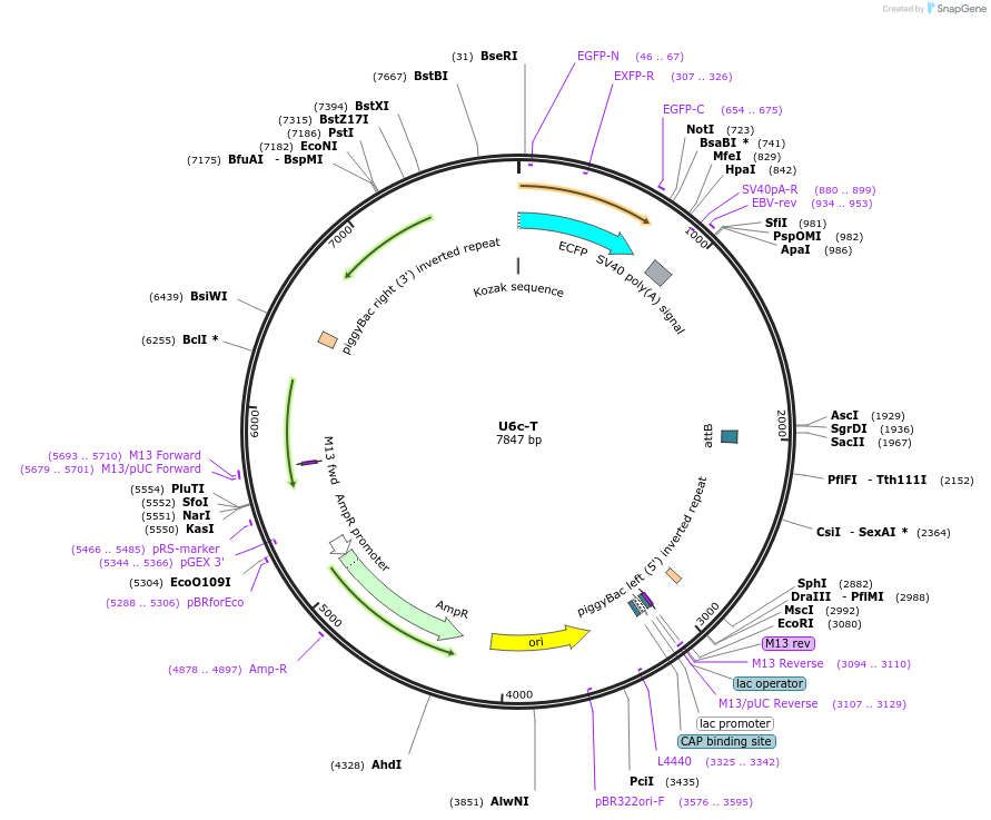 117211-plasmid-map-sequence-id-249750