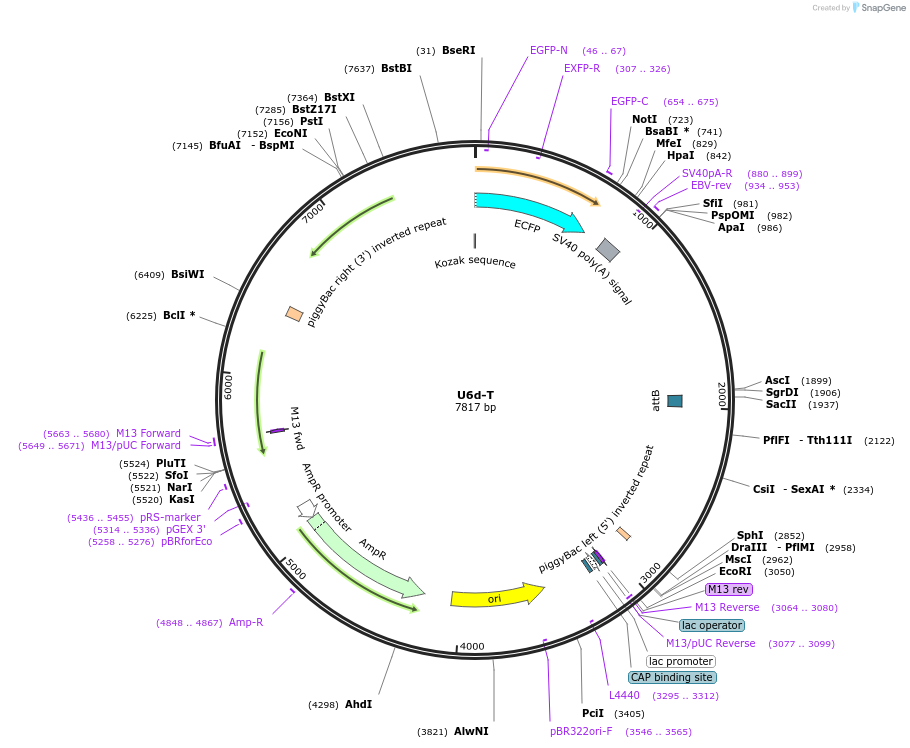 117212-plasmid-map-sequence-id-249752