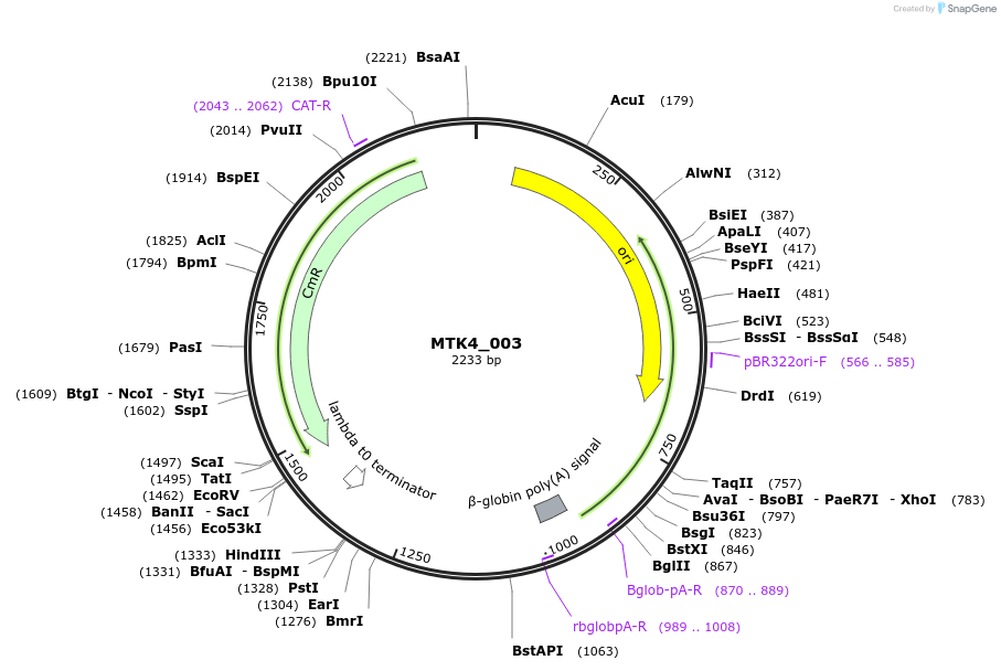123812-plasmid-map-sequence-id-249753