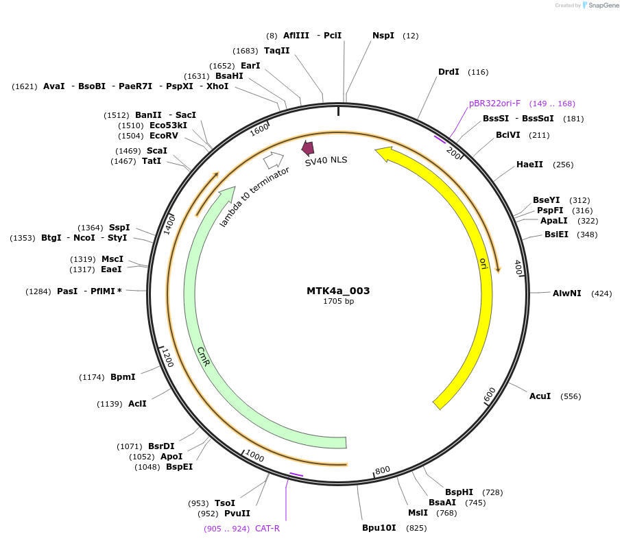 123817-plasmid-map-sequence-id-249761