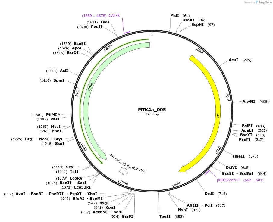 123819-plasmid-map-sequence-id-249763