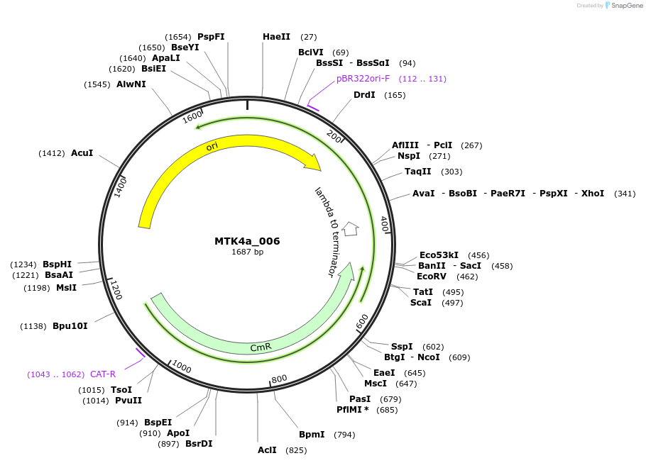 123820-plasmid-map-sequence-id-249764