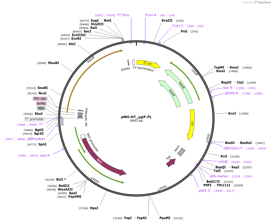 127795-plasmid-map-sequence-id-249768