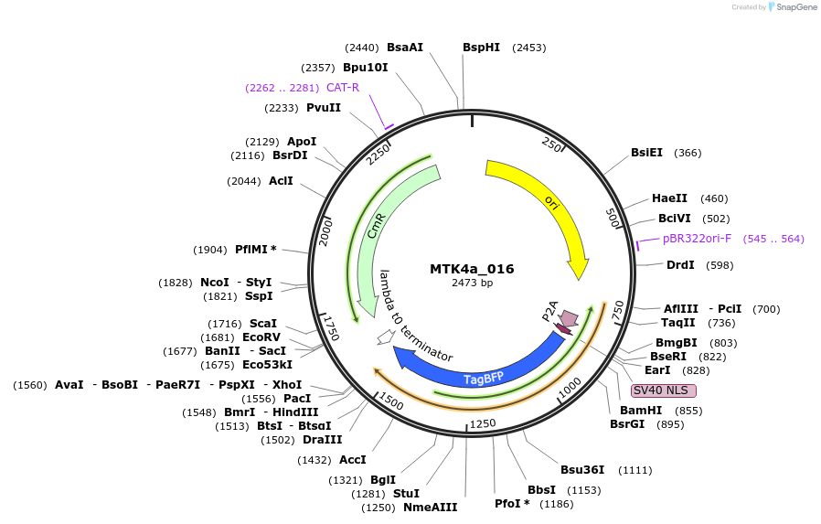 123829-plasmid-map-sequence-id-249776