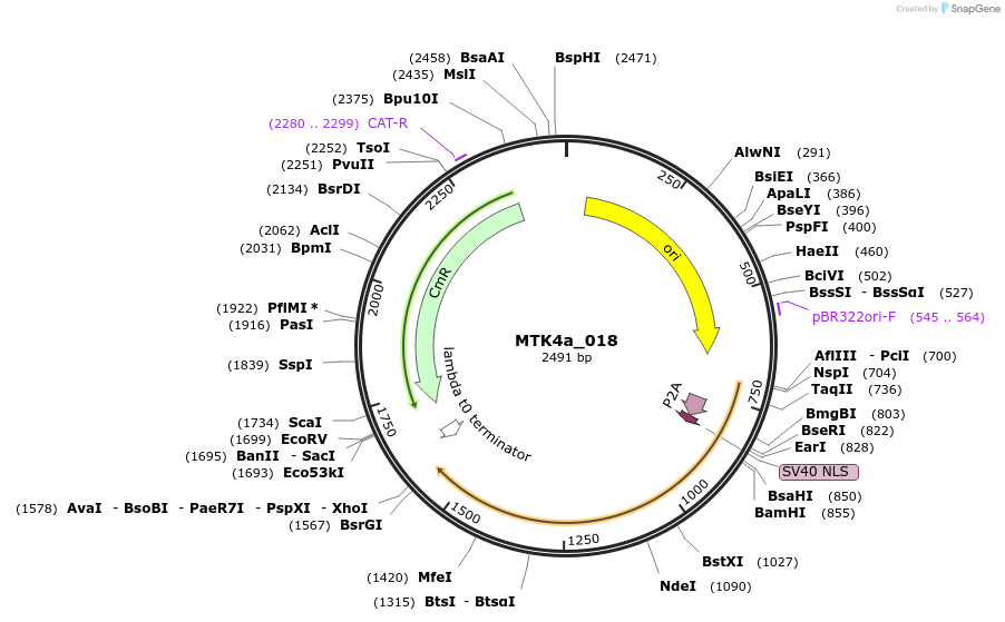 123831-plasmid-map-sequence-id-249778
