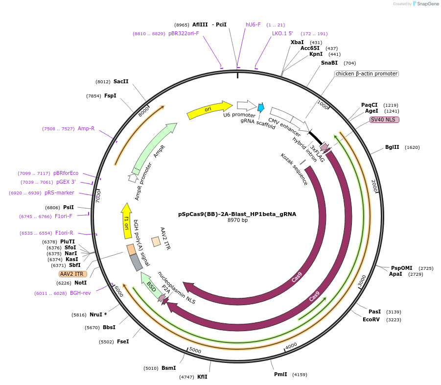 127908-plasmid-map-sequence-id-249780