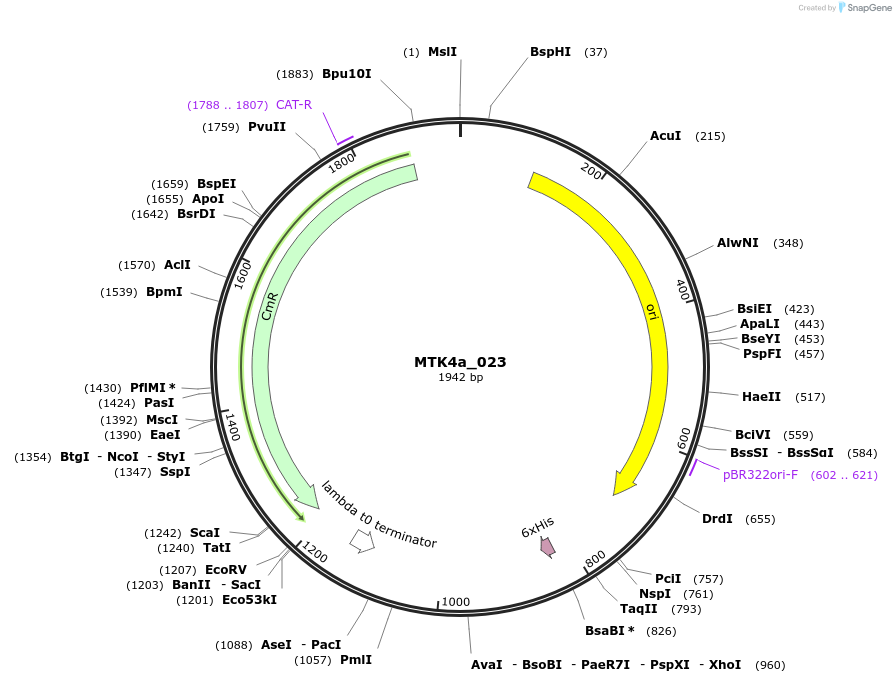 123835-plasmid-map-sequence-id-249784