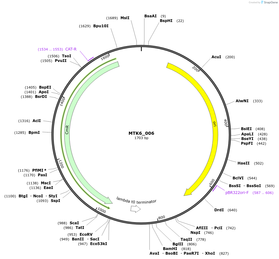 123860-plasmid-map-sequence-id-249810