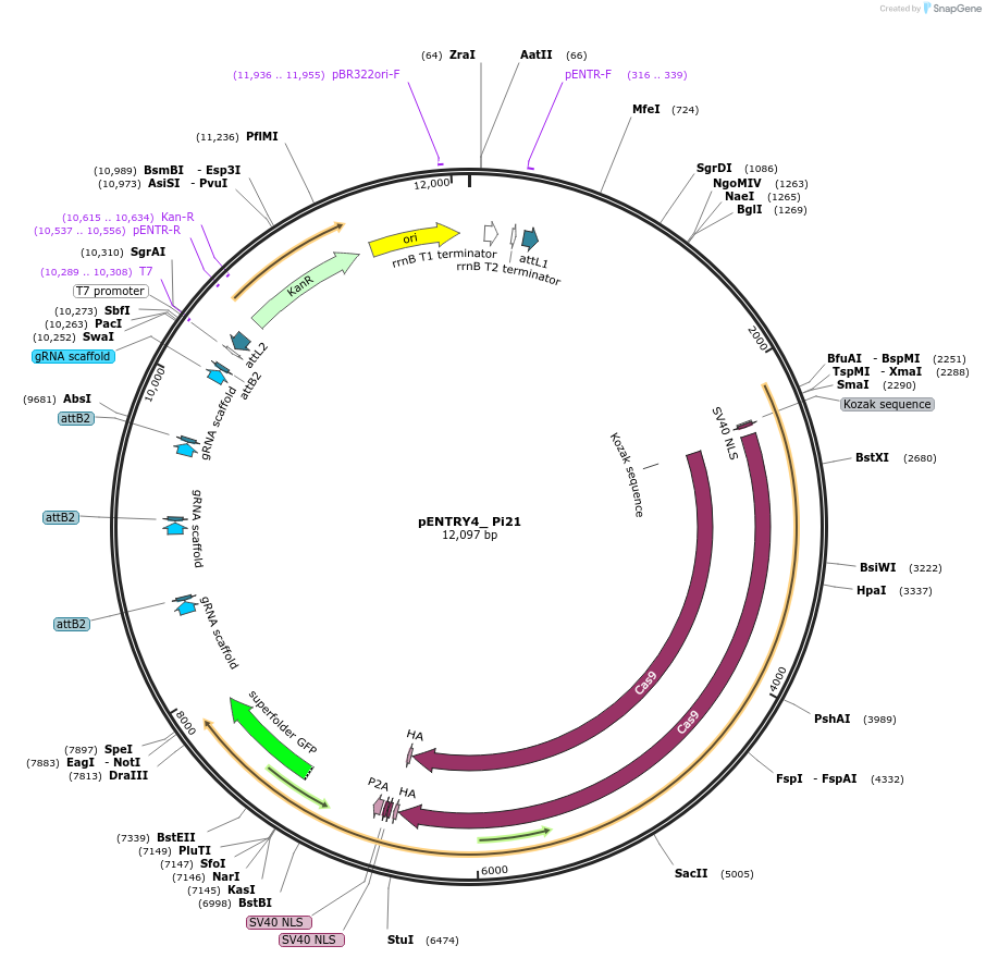 126904-plasmid-map-sequence-id-249827